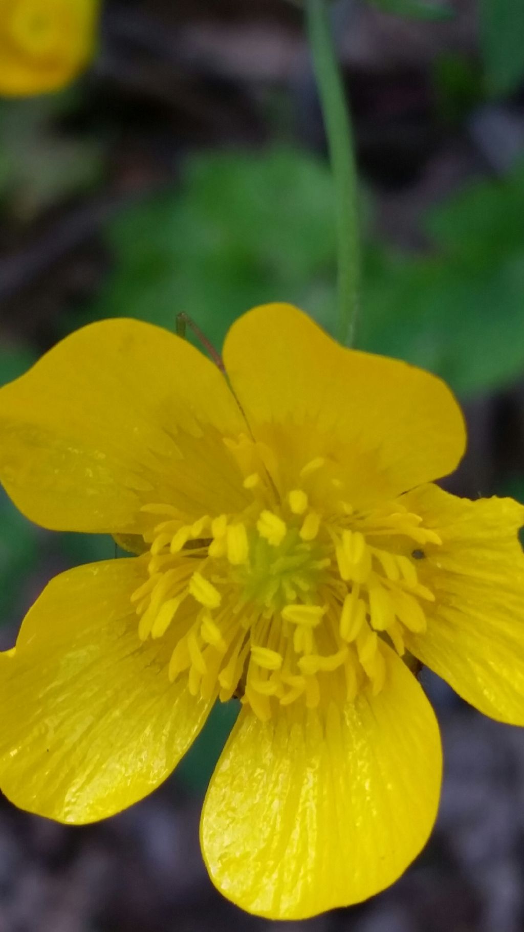 Ranunculus velutinus